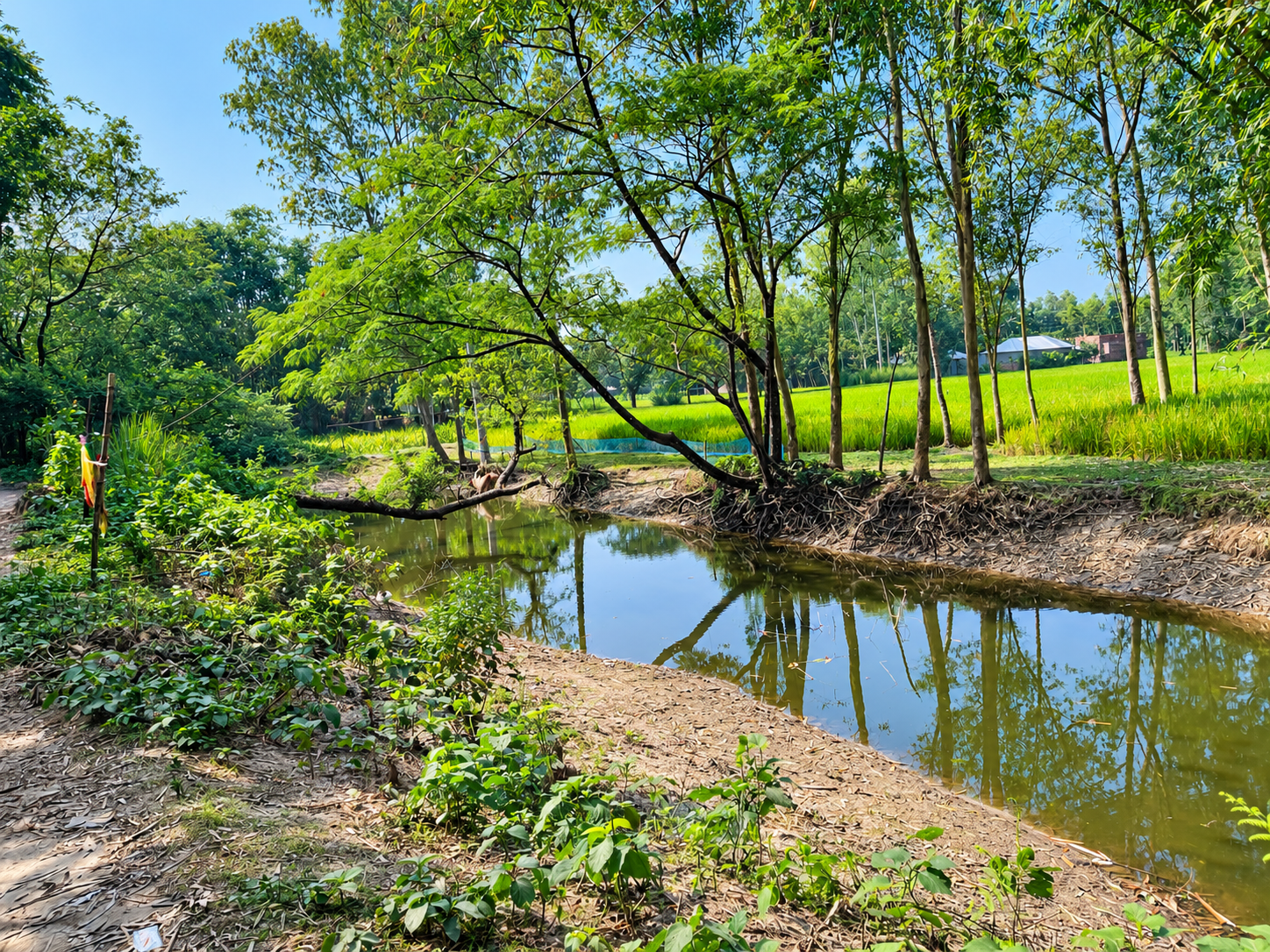 শব্দিগঞ্জ–কাঁঠালতলী খাল খনন কর্মসূচি